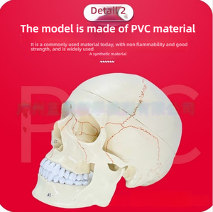 Accesorio <span class=keywords><strong>craneal</strong></span> de <span class=keywords><strong>sutura</strong></span> de cráneo, modelo de esqueleto humano de PVC de plástico, anatomía <span class=keywords><strong>craneal</strong></span> neuroquirúrgica para entrenamiento escolar - Product Image 6