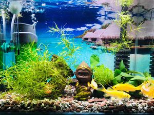 <span class=keywords><strong>Filtre</strong></span> à éponge bio silencieux QANVEE à double tête |   <span class=keywords><strong>Filtre</strong></span> pour aquarium de poissons rouges et crevettes <span class=keywords><strong>Betta</strong></span> QS-100/100A/200/200A - Product Image 5