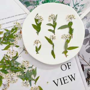 Prix de gros : Petits narcisses naturels pressés et séchés avec tiges, fleurs botaniques véritables pour fournitures DIY en gros - Product Image 4