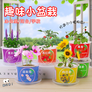 Kit de graines de fraises en mini-pot, ornement de bureau intérieur pour enfants, pour une culture DIY amusante - Product Image 2