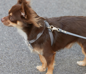 Ensemble de laisse et collier pour <span class=keywords><strong>chien</strong></span> avec motif personnalisé, harnais de luxe pour <span class=keywords><strong>chien</strong></span>, collier et laisse pour <span class=keywords><strong>chien</strong></span> de petite et moyenne taille - Product Image 4
