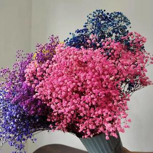Flores Naturales de Gypsophila, Flores Secas y Preservadas de Baby Breath, Decoración para Bodas en Casa, Venta de Fábrica, <span class=keywords><strong>Cielo</strong></span> Estrellado Real - Product Image 5