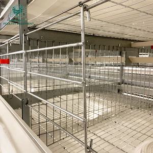 Equipo Avícola para Gallinas Ponedoras, Sistema de Jaulas Automáticas Tipo H de Acero Galvanizado en Caliente para Granjas Avícolas en Angola - Product Image 1