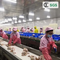 Ligne d'abattage de volailles clé en main 1000BPH en acier inoxydable, ligne de traitement automatique de volailles, équipement complet d'abattoir