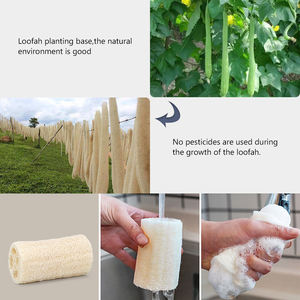 Masthome-esponja de <span class=keywords><strong>luffa</strong></span> <span class=keywords><strong>egipcia</strong></span> para baño almohadillas naturales personalizadas para cocina, respetuosas con el medio ambiente, 100% - Product Image 4