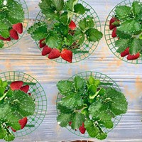 Support de plante en plastique pour plantes grimpantes, support de culture pour fraises, idéal pour le jardinage