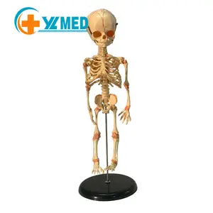 Scienza medica modello dello <span class=keywords><strong>scheletro</strong></span> fetale del bambino neonato del feto umano modello dello <span class=keywords><strong>scheletro</strong></span> del neonato per i medici - Product Image 1