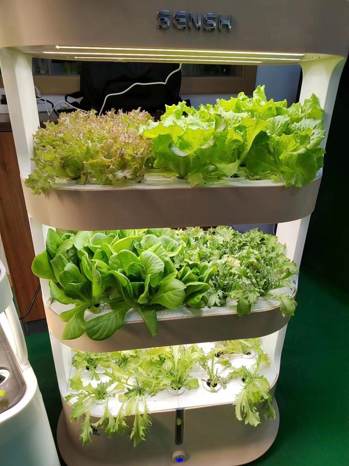 Indoor Hydroponic System - Grow Vegetables Efficiently