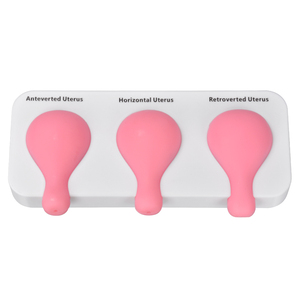 Modelo de Entrenamiento para la Posición Uterina, 3 Tipos (Antevertida, Horizontal, Retrovertida), Práctica de Procedimientos Ginecológicos, Vulcanizado - Product Image 1