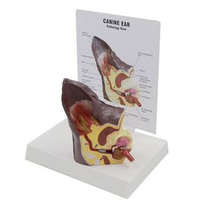 Modèle d'oreille de chien KyrenMed Modèle d'oreille canine avec oreille normale et infectée pour l'enseignement de l'anatomie canine Physiologie - Product Image 1