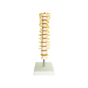 Modèle de vertèbre thoracique, colonne vertébrale avec moelle épinière et simulateur de nerfs Structure osseuse enseignement fantôme médical - Product Image 1