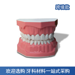 Modèle d'affichage de l'espace interdentaire en résine à 28 dents et aides pédagogiques pour le brossage des dents pour la maternelle, pour l'enseignement de la bonne technique de brossage des dents - Product Image 3