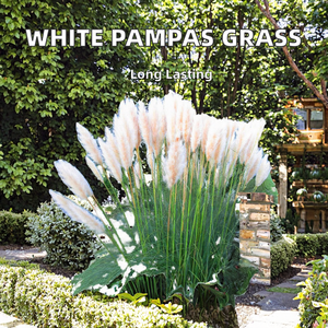 GardenersDream White Alba Cortaderia Selloana Pampas Grass <span class=keywords><strong>Pumila</strong></span>, plante d'extérieur durable à feuilles longues et éthérées, en pot de 9 cm - Product Image 2