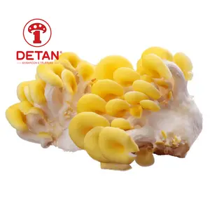 DETAN export Fresh golden Oyster Mushroom