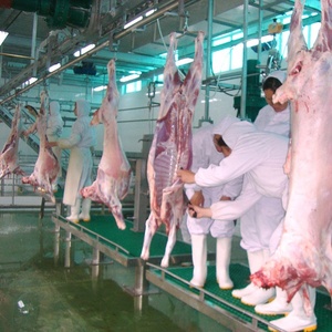 เครื่องจักรสำหรับโรงฆ่าสัตว์ฮาลาล สำหรับแพะและแกะ พร้อมระบบห้องเย็น - Product Image 1