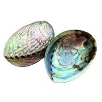 Coquillages d'ormeau polies artisanales naturelles en gros, bijoux en Paua, énergie curative, coquillages marins bruts, décoration de boutique à vendre à bas prix