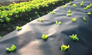 Tissu non tissé agricole durable en PP pour la protection des cultures contre le gel et la promotion de la croissance des semis - Product Image 5