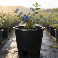 Jardinières en plastique PP biodégradable de 5 gallons pour la culture des myrtilles avec trous de drainage pour une production de fruits saine et écologique