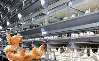 Fournisseur de produits haut de gamme |   Fabricant de cages à poulets automatiques |   Vente Flash : Cages en batterie pour poules pondeuses