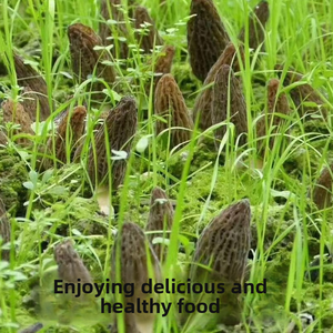 Hongos Morchella Esculenta Silvestres Secos de Yunnan, Grado A, a Granel, Enteros o en Rodajas, Premium, para Restaurantes Gourmet, OEM - Product Image 2