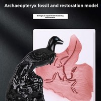 Modèle de reconstruction d'Archaeopteryx S-1578, Classification des oiseaux, Origine des oiseaux, Évolution des oiseaux, Paléontologie, Équipement expérimental