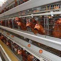 Cage à poules pondeuses à 4 niveaux pour élevage avicole, cage à batterie pour poules pondeuses, cages à poules pondeuses pour 5000 oiseaux