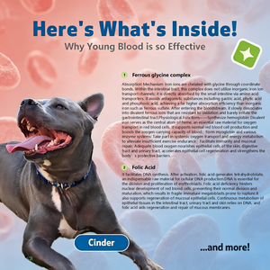 Suplemento Nutricional para Mascotas que Aporta Nutrientes Hematopoyéticos, Apoya la Producción de Células Sanguíneas y Mantiene la Salud del Sangre - Product Image 2