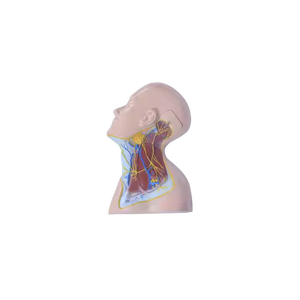 Modelo de placenta de ciencia médica ADA y nervios de la región del cuello para demostración de enfermedades Herramienta de enseñanza médica - Product Image 2