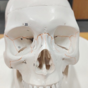 Modelo de <span class=keywords><strong>cráneo</strong></span> Digital etiquetado con sutura de hueso grande Natural DARHMMY con 3 piezas para ciencia médica - Product Image 6