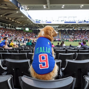 OEM ODM Camisetas para Cães da Copa do Mundo de Futebol <span class=keywords><strong>2026</strong></span>, Roupas de Alta Qualidade para Cães e Gatos, Fabricante de Roupas para Animais de Estimação e Humanos - Product Image 5