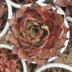 Plantas Suculentas Artificiales <span class=keywords><strong>Echeveria</strong></span> <span class=keywords><strong>Paso</strong></span> <span class=keywords><strong>Doble</strong></span> al por Mayor - Product Image 5