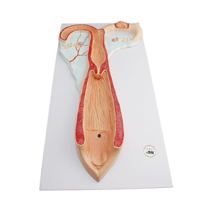 Escritório e Material Escolar Ovelha Útero Modelo Anatômico - Product Image 1