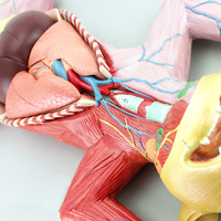 Modèle d'anatomie de chat grandeur nature 10 pièces Muscles et organes internes d'animaux modèle 3D enseignement de la biologie médicale féline
