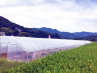 Serre tunnel en acier galvanisé à chaud sur mesure, à insérer dans le sol, pour la culture de légumes et de fruits