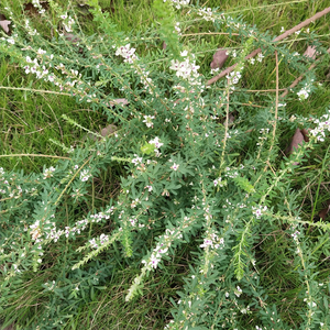 Hierba Cruda Original Ye <span class=keywords><strong>Guan</strong></span> Men, Herba Lespedezae Cuneatae, Trifolio Chino, Lespedeza Cuneata en Venta - Product Image 2