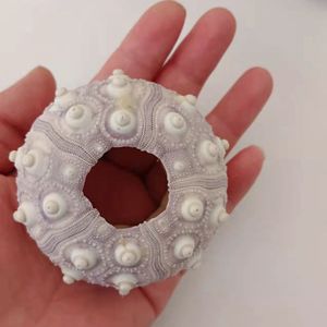 工場価格のウニの殻、家の装飾に - Product Image 2