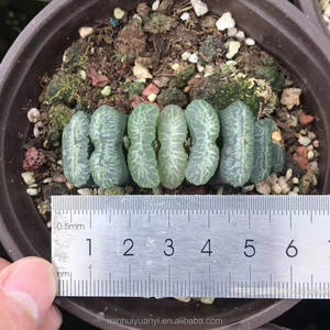 1,18 "-1,9" Haworthia Truncata "Weng" IndoorPlants Plantas ornamentales al por mayor para vivero - Product Image 4