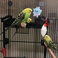 Jouet pour oiseaux - Roue tournante à grincement pour perroquet |   Hochet coloré pour animaux, centre d'activités pour oiseaux, accessoires interactifs pour cage
