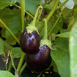 Graines d'aubergine Moon Star Black Beauty, haute germination, hybride F1 - Product Image 5