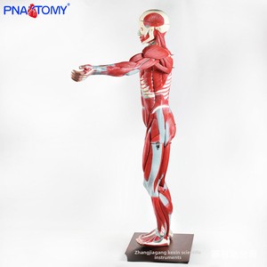 Modelo Muscular de <span class=keywords><strong>Cuerpo</strong></span> Completo de 170 cm, Figura Muscular para Enseñanza Anatómica, Torso <span class=keywords><strong>Humano</strong></span> <span class=keywords><strong>con</strong></span> Órganos Internos, Modelo de Anatomía, Herramienta Especial - Product Image 4