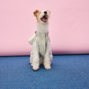 Abbigliamento Personalizzato per Cani all'Ingrosso, Giacca Regolabile Traspirante e Leggera per Bassotto e Cani di Piccola Taglia - Product Image 3