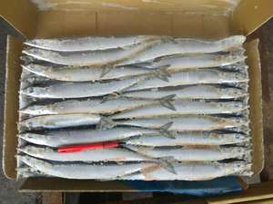 Rond entier Pacific <span class=keywords><strong>Saury</strong></span> congelé de bonne qualité - Product Image 4