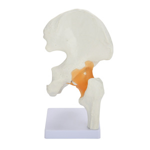 Modèle de ligament de l'articulation de la hanche humaine à double usage médical et éducatif ; modèle fonctionnel de l'articulation de la hanche adulte naturelle - Product Image 2