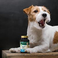 Complément nutritionnel pour la santé de la peau des chiens ODM/OEM, avec vitamines et minéraux pour un soutien complet de la peau.