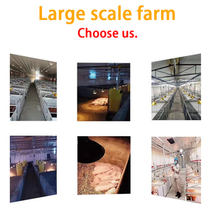 Sản xuất tại Trung Quốc <span class=keywords><strong>b</strong></span>án buôn Nhiệt Đèn không thấm nước 250W 175W gia cầm nhiệt <span class=keywords><strong>B</strong></span>óng đèn Đèn cho động vật và chăn nuôi - Product Image 3