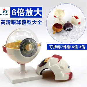 Instrumento de enseñanza de ciencias biológicas personalizado para el modelo estructural ocular de anatomía de Qinghua 3x y 6x. - Product Image 3