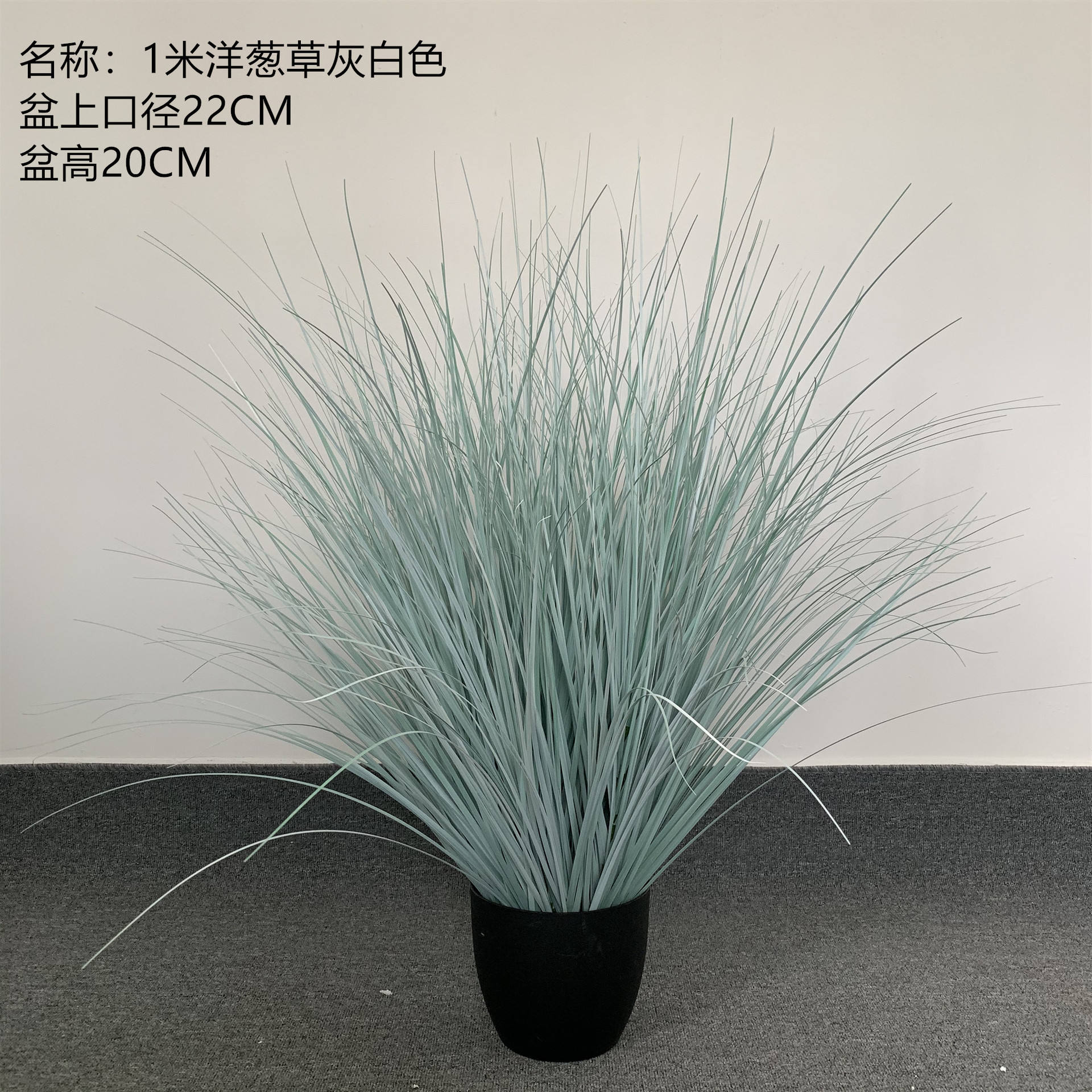 1m oignon herbe Off couleur blanche