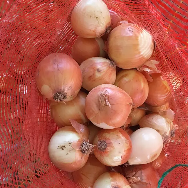 Frische indische große Zwiebel für den Export Vietnam Malaysia Singapur rote Zwiebeln frisch