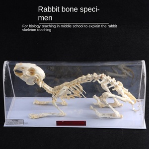J43106 Kaninchen-und Fischs kelett proben 43109 Pigeon Skeleton Middle School Biologie-Lehr instrument aus Kunststoff - Product Image 2
