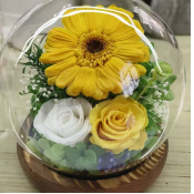 Tournesol 12*12cm